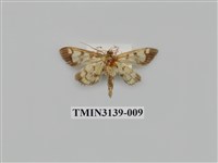 藏品(螟蛾277)的圖片